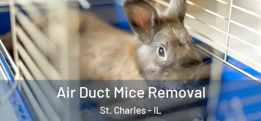  Air Duct Mice Removal St. Charles - IL
